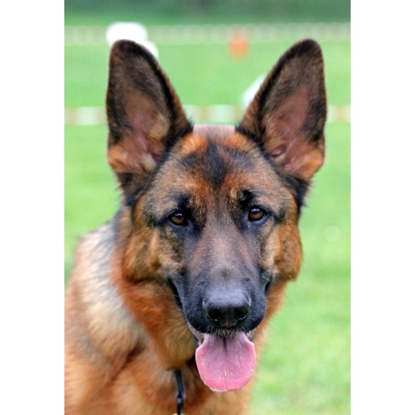 Ritratto di pastore tedesco