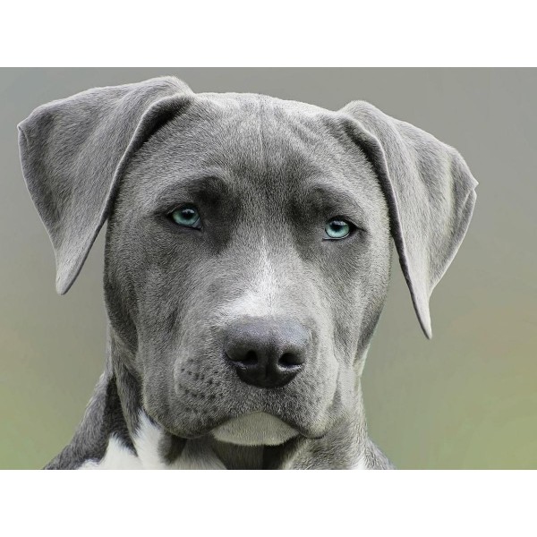 Cane con gli occhi blu ritratto