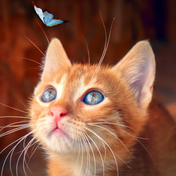 Gattino e farfalla blu