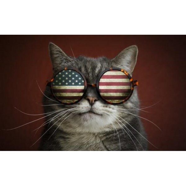 Gatto con bandiera americana