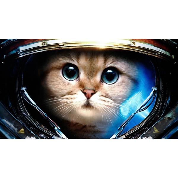 Gatto astronauta