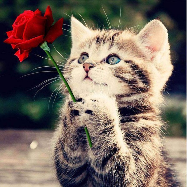 Gattino con rosa rossa