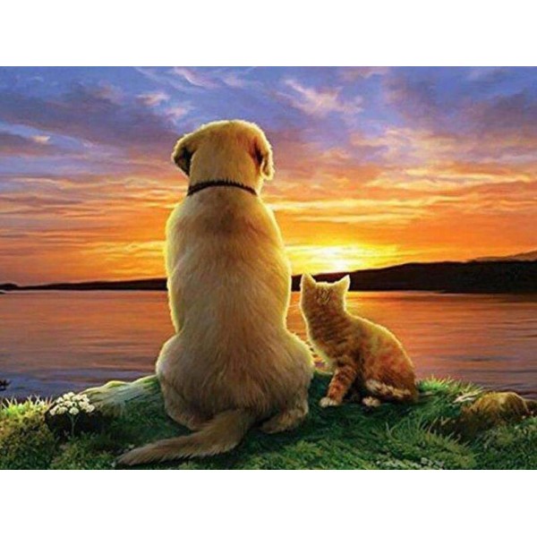 Cane e gatto al tramonto