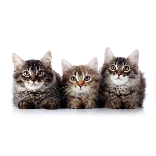 Tre gattini curiosi
