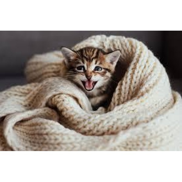 Gattino tra le coperte