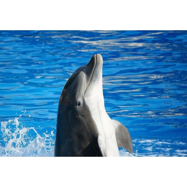 Ritratto di delfino