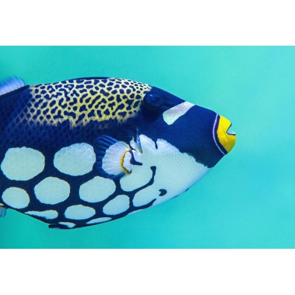 Pesce azzurro tropicale