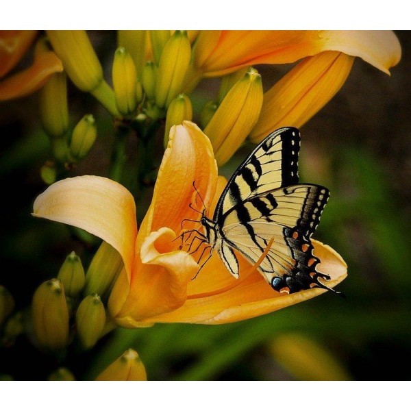 Farfalla in primavera