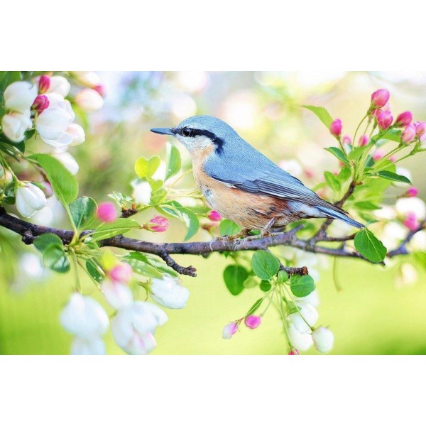 Uccellino in primavera