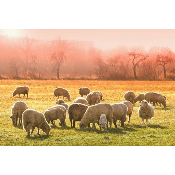 Pecore al sole del mattino