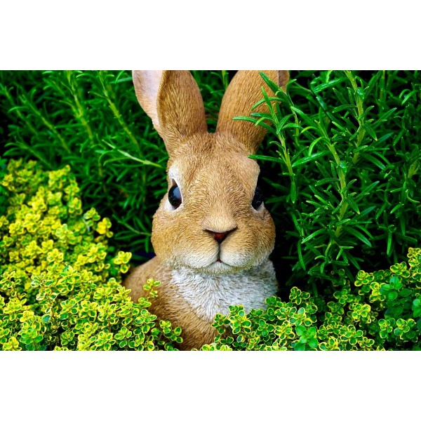 Il piccolo coniglio curioso