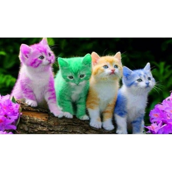 Gattini colorati
