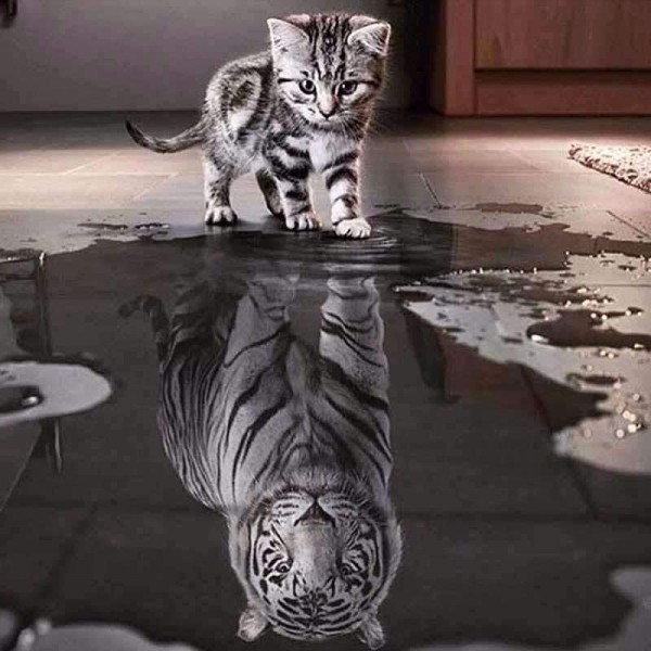 Tigre riflessione